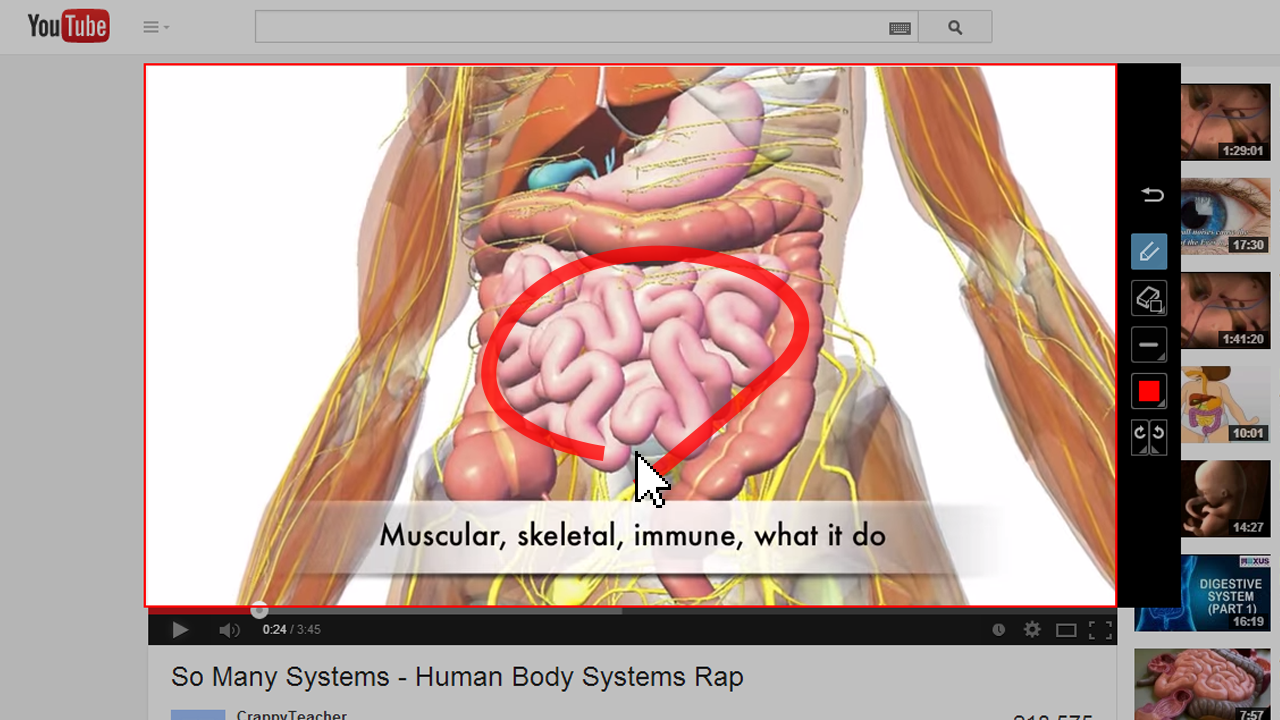 muscular skeletal human body systems